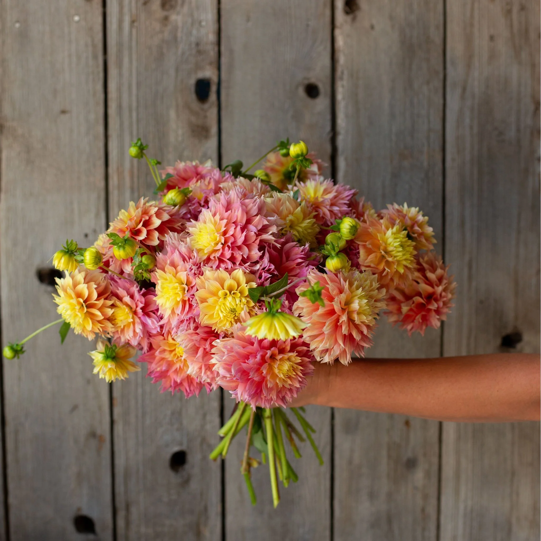 Kogane Fubuki — Pretty Flower Farm